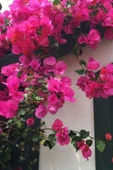 Bougainvillea Pembe Begonvil Canlı Dış Mekan Sarmaşığı 10-20 cm thumbnail 2