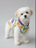 Flora Rain Küçük Köpek Yağmurluk Ceket thumbnail 7