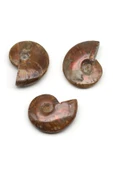 Ammonite Fosil Parça - 28 Gr. thumbnail 1