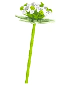 Ctoys Plant Series Florist Block Astrantia Major 8856 10 thumbnail 2