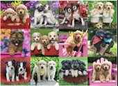 Ravensburger 500 Parça Puzzle Köpek Yavruları - 146598 thumbnail 2