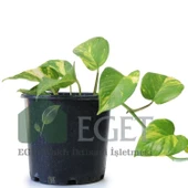 Altın Patos Çiçeği  (Epipremnum aureum) thumbnail 2