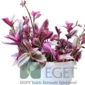 Pembe Telgraf Çiçeği (Tradescantia Nanouk) 2lt thumbnail 3