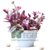 Pembe Telgraf Çiçeği (Tradescantia Nanouk) 2lt thumbnail 2