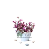 Pembe Telgraf Çiçeği (Tradescantia Nanouk) 2lt thumbnail 1