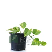 Altın Patos Çiçeği  (Epipremnum aureum) thumbnail 1