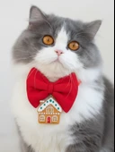 GingerHome Kedi Papyon Tasması | Kırmızı Fiyonk Boyun Aksesuarı | Noel Temalı Kedi Süsü thumbnail 5