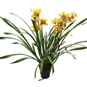 Cymbidium 'Rustic Orange' (Simbidyum Orkide) thumbnail 2