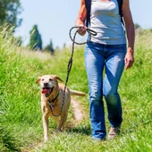 Evcil Hayvan Fitil Gezdirme Tasması 8 mm x 120 cm thumbnail 2