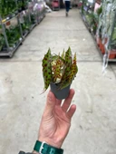 Begonia Amphioxus (Begonya Çiçeği) thumbnail 1