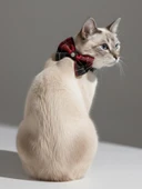 Aristokrat Kedi Papyonu Kurdela Tasma Yılbaşı Noel thumbnail 2