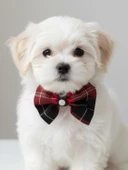 Aristokrat Ekose Silver Köpek Papyonu Tasma Yılbaşı thumbnail 1