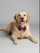 Aristokrat Büyük ve Orta Irk Köpek Papyonu | Ekose Desen Silver Taşlı Şık Aksesuar thumbnail 5