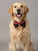 Aristokrat Büyük ve Orta Irk Köpek Papyonu | Ekose Desen Silver Taşlı Şık Aksesuar thumbnail 4