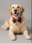 Aristokrat Büyük ve Orta Irk Köpek Papyonu | Ekose Desen Silver Taşlı Şık Aksesuar thumbnail 2