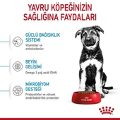 Royal Canin Maxi Puppy Büyük Irk Yavru Köpek Maması  15 Kg 0 - 1 Yaş thumbnail 5