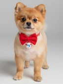 Snowman Küçük Irk Köpek Papyon Tasması | Kırmızı Fiyonk Boyun Aksesuarı | Noel Temalı Köpek Süsü thumbnail 2