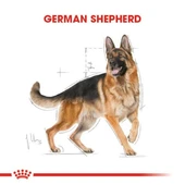 Royal Canin German Shepherd Adult Yetişkin Köpek Maması  Yetişkin (1 - 7 Yaş) 11 Kg thumbnail 2