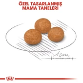 Royal Canin Xsmall Adult Yetişkin Köpek Maması  Yetişkin (1 - 7 Yaş) 1.5 Kg thumbnail 3