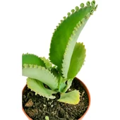 Aşkın Gözyaşı Çiçeği Fidanı (Kalanchoe Daigremontiana) 10-20 cm thumbnail 3