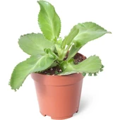 Aşkın Gözyaşı Çiçeği Fidanı (Kalanchoe Daigremontiana) 10-20 cm thumbnail 2