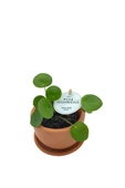 Baby Pilea Peperomioides Çin Para Çiçeği 10-20 cm thumbnail 1