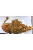 Peluş Aslan Oyuncak thumbnail 2