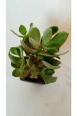 Crassula, Para Ağacı thumbnail 2