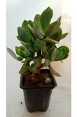 Crassula, Para Ağacı thumbnail 3