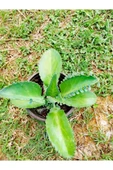 Aşkın Gözyaşı Bitkisi Kalanchoe Laetivirens Fidanı 10-20 cm thumbnail 2