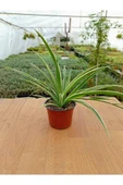 Kurdela Çiçeği Fidanı Chlorophytum Comosum 10-20 cm thumbnail 1