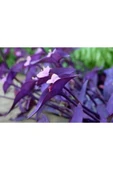 Mor Telgraf Çiçeği Fidanı 10-20 cm thumbnail 3
