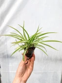 Kurdela Çiçeği (Chlorophytum Comosum Green) Fidanı 10-20 cm thumbnail 1
