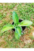 Aşkın Gözyaşı Bitkisi Kalanchoe Laetivirens Fidanı 10-20 cm thumbnail 3