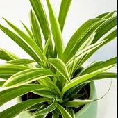 Kurdela Çiçeği (Chlorophytum Comosum Green) Fidanı 10-20 cm thumbnail 2
