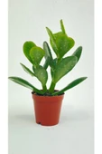 Crassula Ovata Para Çiçeği Fidanı 10-20 cm thumbnail 1