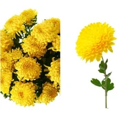 Sarı Kasımpatı Fidanı Krizantem Chrysanthemum 10-20 cm thumbnail 3