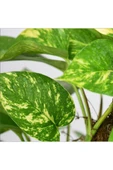 Pothos Salon Sarmaşığı Fidanı 10-20 cm thumbnail 2