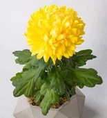 Sarı Kasımpatı Fidanı Krizantem Chrysanthemum 10-20 cm thumbnail 1