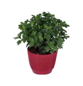 Sarı Kasımpatı Fidanı Krizantem Chrysanthemum 10-20 cm thumbnail 2