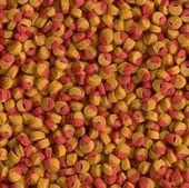 Tetra Cichlid Colour Mini 250 G Balık Yemi thumbnail 3