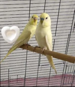 10 Adet Kuşlar İçin Birevcil Kalpli Gaga Taşı (Kutusuz) 5x5x2 cm thumbnail 2