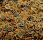 Tetra Pro Algae Açılmamış Kova 10 L 1900 Gam thumbnail 3