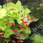 Jbl Pro Novo Tab M Protein İçerikli Tablet Yem 100 Adet thumbnail 4