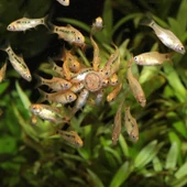 Jbl Pro Novo Tab M Protein İçerikli Tablet Yem 500 G thumbnail 3