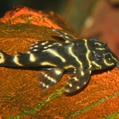 Jbl Pro Novo Pleco Wafer M Vatoz İçin Tablet Yem 500 G thumbnail 3