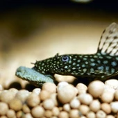 Jbl Novo Pleco Vatoz İçin Tablet Yem 1000 Adet thumbnail 1