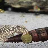 Jbl Pro Novo Pleco Wafer M Vatoz İçin Tablet Yem 250 Adet thumbnail 5