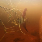 Jbl Pro Novo Bits Grano M Granül Çiklet Balık Yemi 500 G thumbnail 3