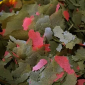 Tropical Cichlid Spirulina Flakes Pul Balık Yemi 500 G thumbnail 2